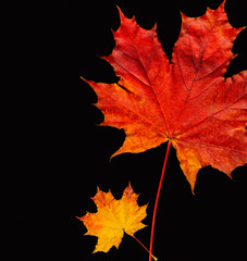 Naklejka na ściany i meble Two autumn leaves on a black background