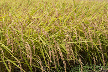 Closeup of golden yellow paddy rice ready for harvest