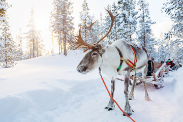Reindeer safari © TravelPhotoBloggers