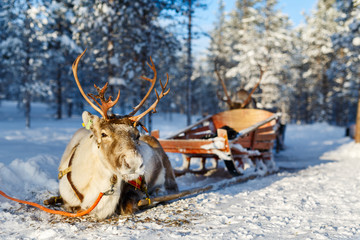 Reindeer safari © TravelPhotoBloggers