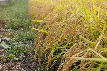 Closeup of golden yellow paddy rice ready for harvest