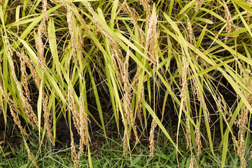 Closeup of golden yellow paddy rice ready for harvest