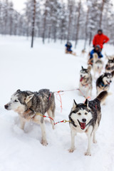 Husky safari