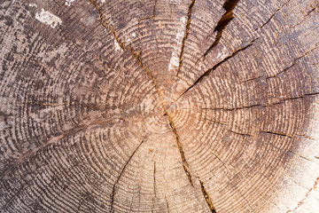 Closeup of cross section of tree trunk with rings