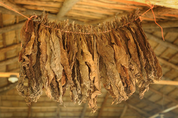 a cigar factory in the Dominican Republic. Tobacco leaves are dried under a canopy of palm leaves....