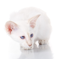 Blue-point siamese cat on white