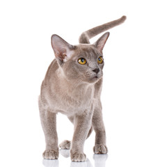 gray burmese cat portrait