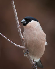 Eurasian bullfinch