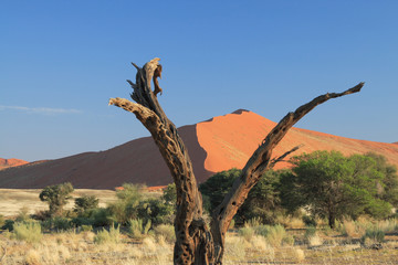 Fototapeta premium Duna nel deserto della Namibia