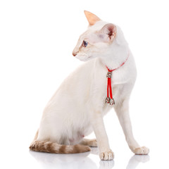 Siamese Balinese cat sits on a white background