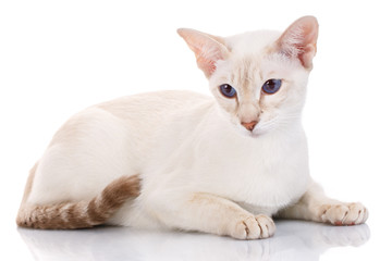 brown cat lying on white background, side view