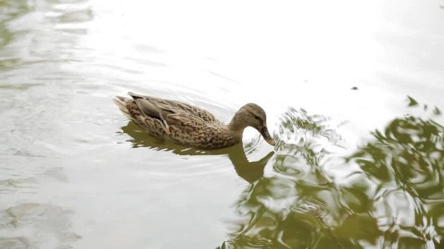Duck swims and dives in the pond