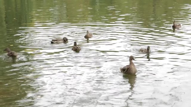 Ducks feed in the pond city Park