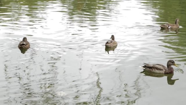 Ducks swim in the pond, September