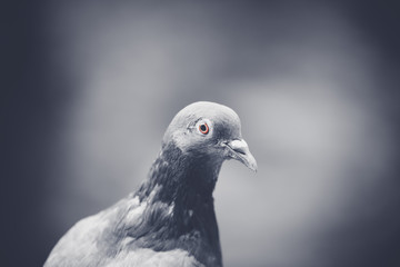 Dove