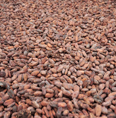Cocoa beans. The first stage of processing, drying outdoors. cocoa farm in the Dominican Republic. Soft focus. Focus at the center point.