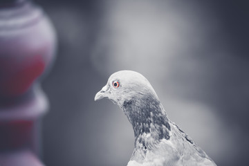Dove