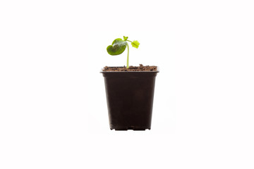 Small courgette plant with ground in the pot on the white background.