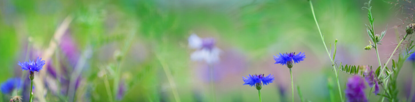 Fototapeta Cornflowers, summer meadow, panorama