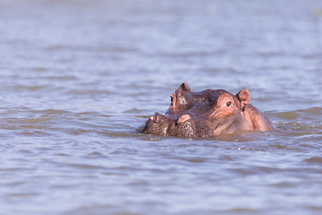 hippos bathing in Lake mombasa, kenya