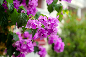 Bougainvillea blooms in September in the city park