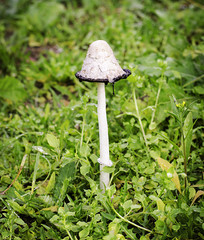 необычный гриб поганка