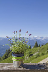 Blumendeko im Hochgebirge