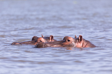 Fototapeta premium hippos bathing in Lake mombasa, kenya