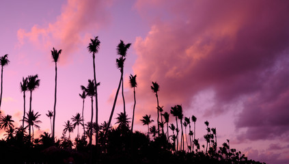 palm trees in front of purple sunset