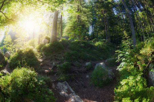 Fototapeta Sunny morning woodland