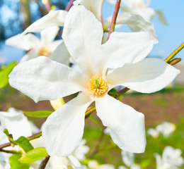 Blossom magnolia flower