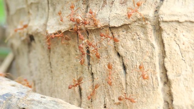 The ants feed on the tree 3