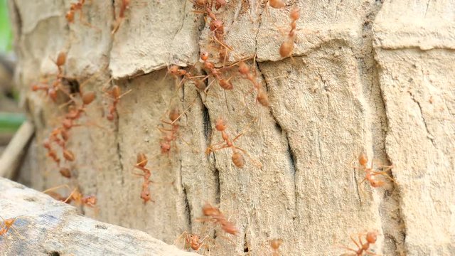 The ants feed on the tree 2