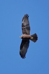 Western marsh harrier (Circus aeruginosus)