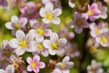 Background from pink flowers