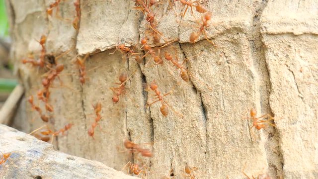 The ants feed on the tree 1
