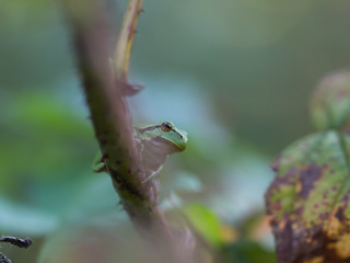 Europäischer Laubfrosch (Hyla arborea)