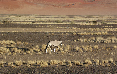 Oryx in Namib-Naukluft National Park