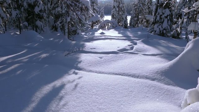 Sunny windless day. Blue sky. Winter forest. A lot of snow. Panorama from the bottom up