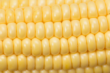 corn on the cob. closeup