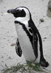 Naklejka premium African Penguin