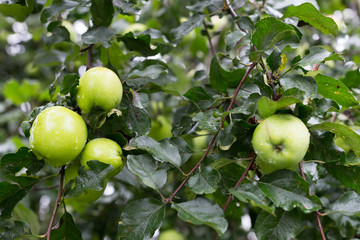 green ripe apples on tree branch in garden