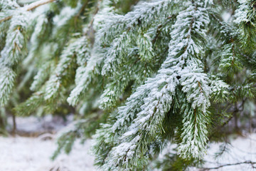 Winter Forest, spruce branches covered with snow.