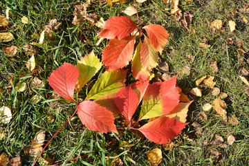 Autumn leaves 