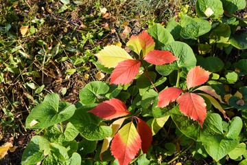 Autumn leaves 