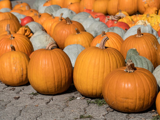 Kürbisse im Herbst auf dem Markt