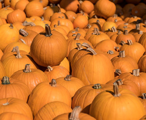 Kürbisse im Herbst auf dem Markt