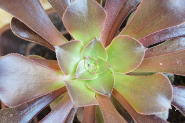 Coeur de plante grasse 
