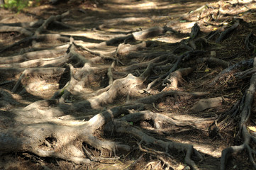 the roots of century-old pines and cedars form a step on the path in the Siberian taiga 