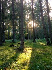 Obraz premium the woods